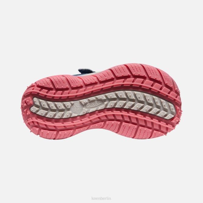 R0Z4544 kleiner Speedhound Keen blaugrüne Fruchttaube mit Flügeln